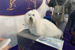 canine_review_una_coton