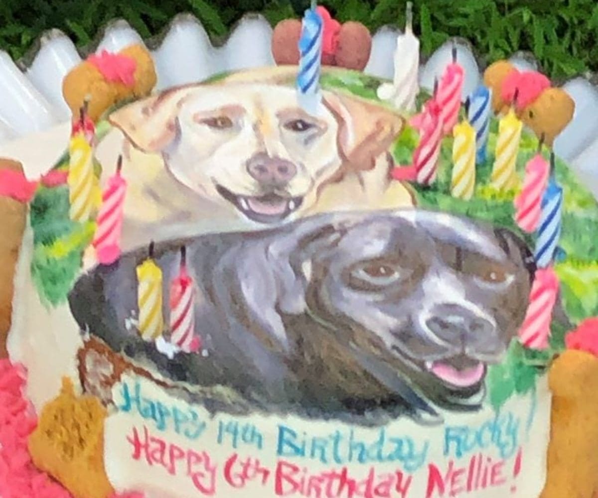 dog cake 2 dog cake 2