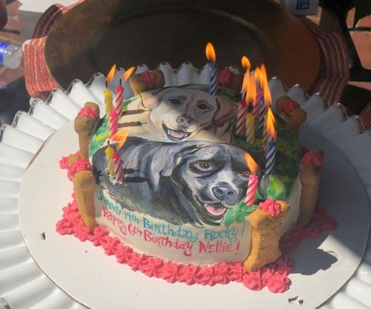 dog cake 2020 dog cake 2020