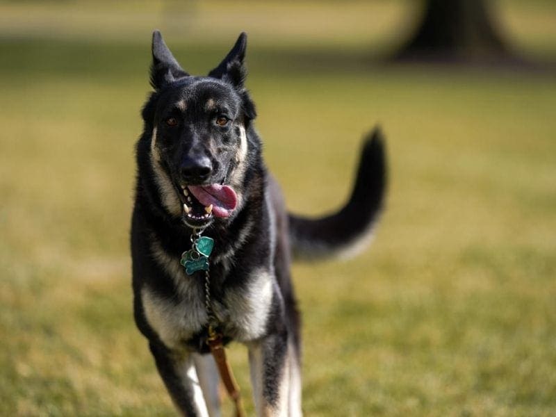 President Biden's dog major