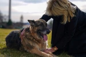 Champ and Major arriving at the White House  - Official White House Photos