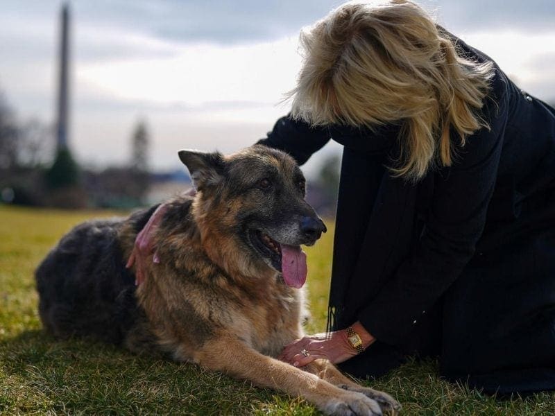 Champ and Major arriving at the White House  - Official White House Photos