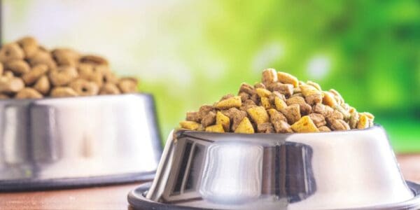Dry kibble pet food. Dog or cat food in bowl on wooden table.