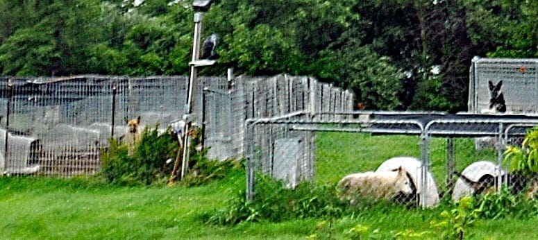 Pups backyard (002)editejb