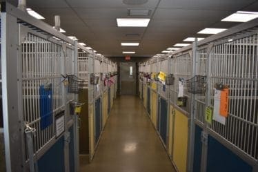 canine-review-animal-welfare-league-arlington03 canine-review-animal-welfare-league-arlington03