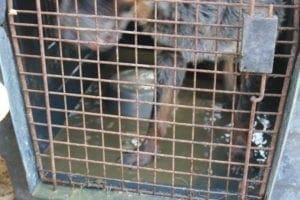 More pictures of the dogs seized from AKC Breeder of Merit Lynne Hackney in 2014. Source: Bleu Moon Cattle Dog Rescue, Facebook Group https://www.facebook.com/bleumoonrescue/