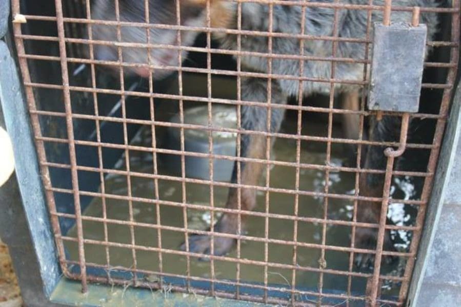More pictures of the dogs seized from AKC Breeder of Merit Lynne Hackney in 2014. Source: Bleu Moon Cattle Dog Rescue, Facebook Group https://www.facebook.com/bleumoonrescue/ More pictures of the dogs seized from AKC Breeder of Merit Lynne Hackney in 2014. Source: Bleu Moon Cattle Dog Rescue, Facebook Group https://www.facebook.com/bleumoonrescue/