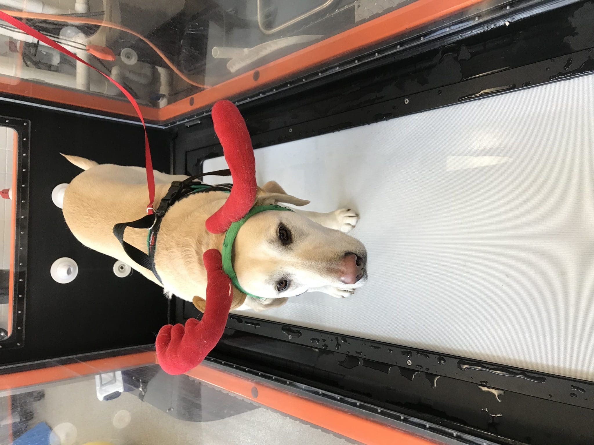 nellie-treadmill-antlers-christmas-canine-review02 nellie-treadmill-antlers-christmas-canine-review02