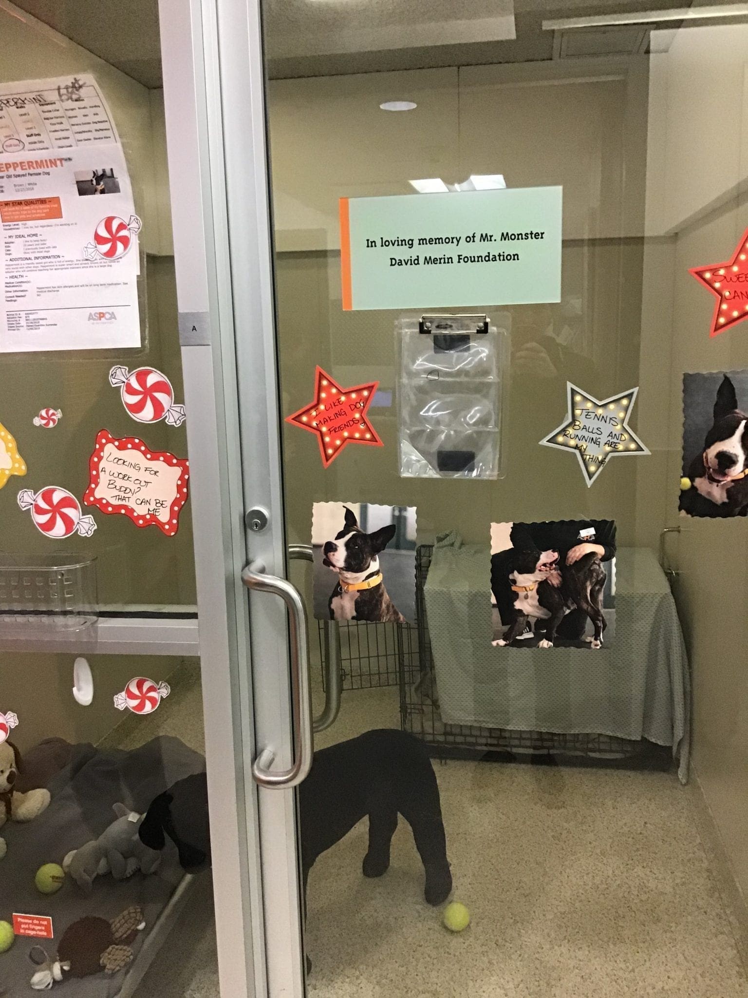 Peppermint Kennel Peppermint Kennel