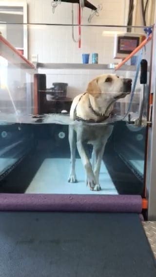 canine-review-nellie-treadmill-amcny