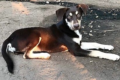 Howie was supposed to be a xmas surprise and had been adopted by a family in VT. He was supposed to be on his way to his family days after he died suddenly