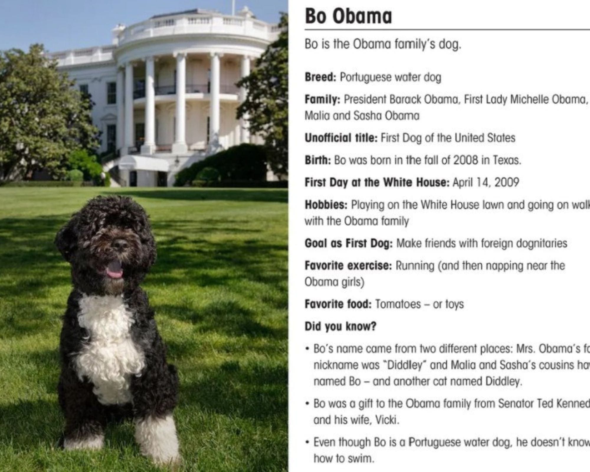 Bo baseball card Bo baseball card