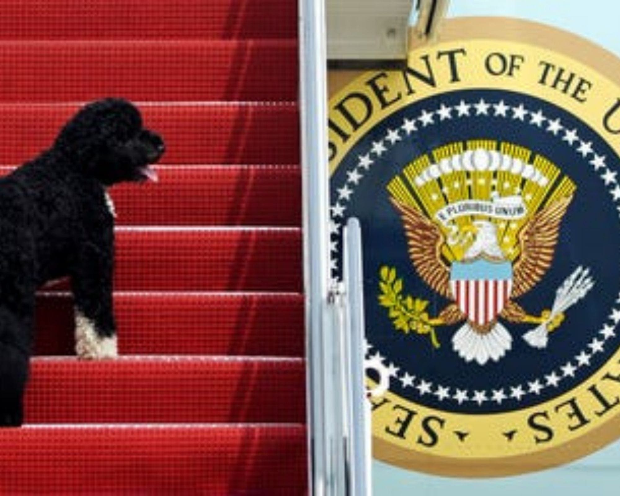Bo boarding af1 Bo boarding af1