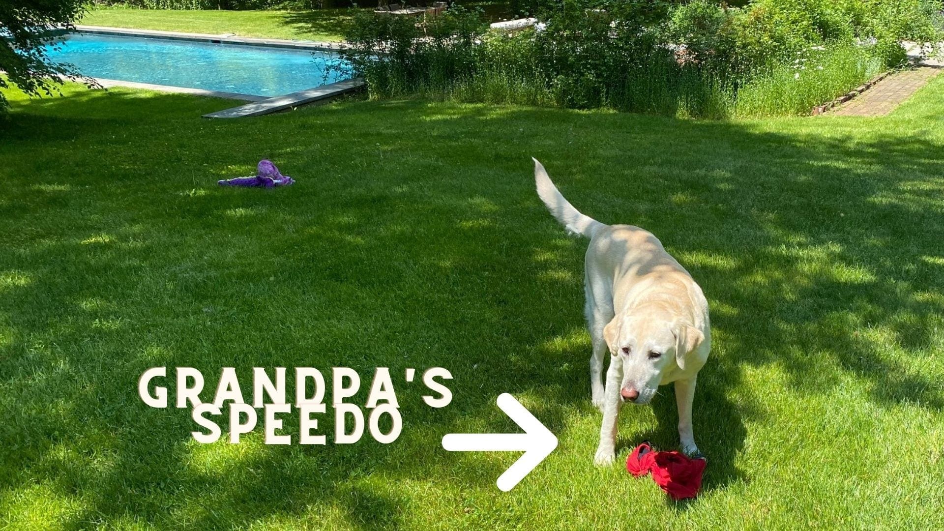 Grandpa's speedo