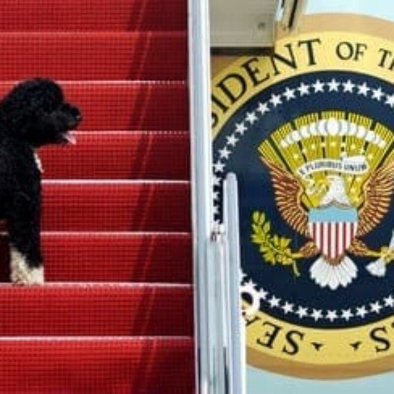 bo af1 bo af1
