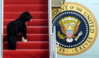 bo af1