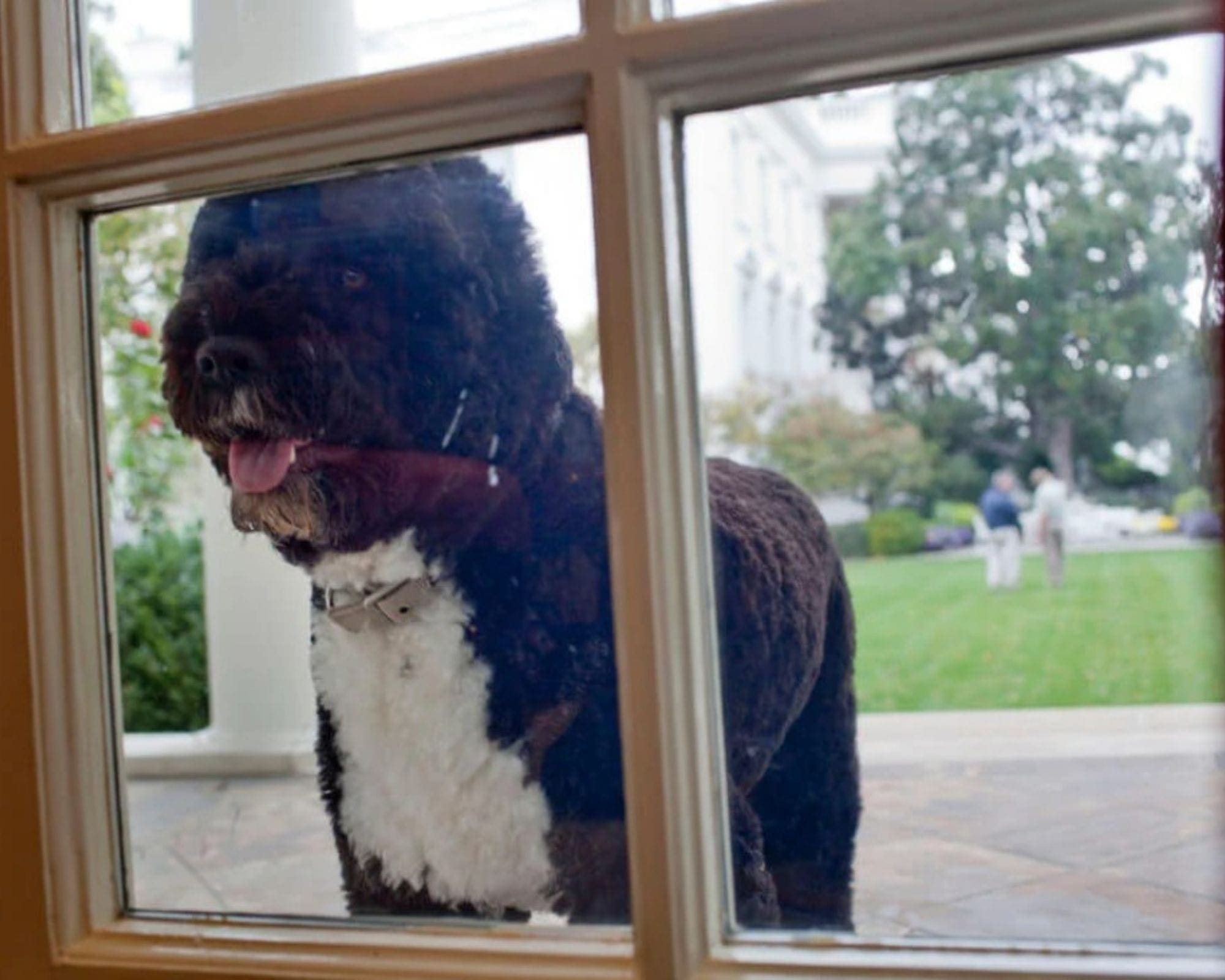 bo looking into oval