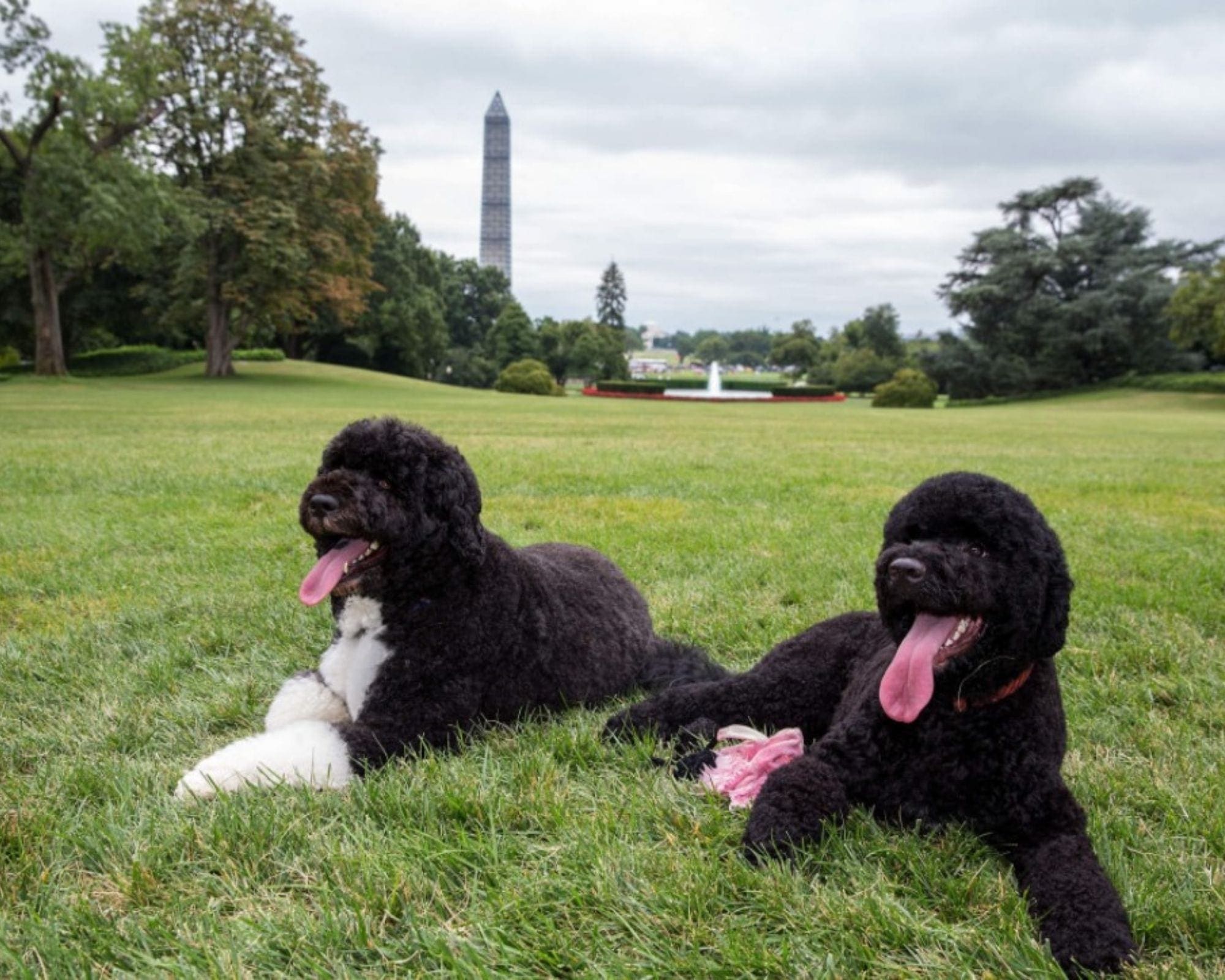 sunny bo lawn