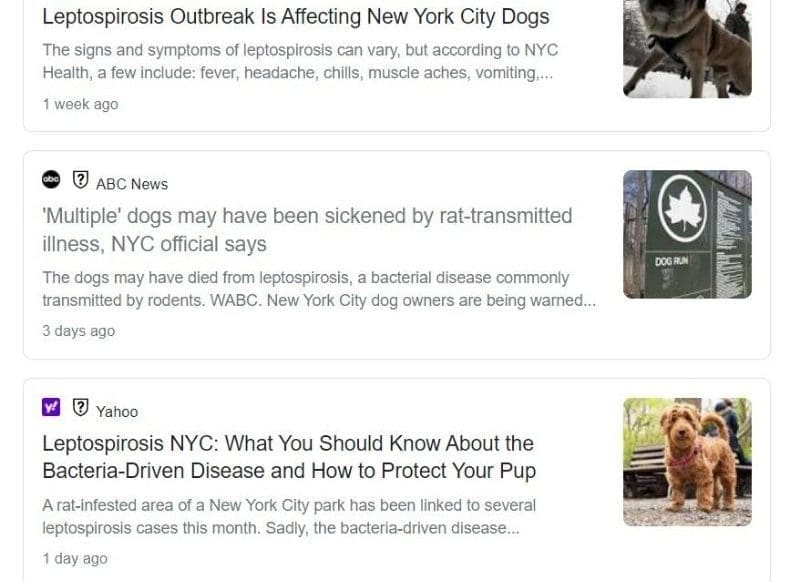Press feasts on dog ‘death by rat urine’ lepto rumors — but NYC Health Dept. spox says no cases reported