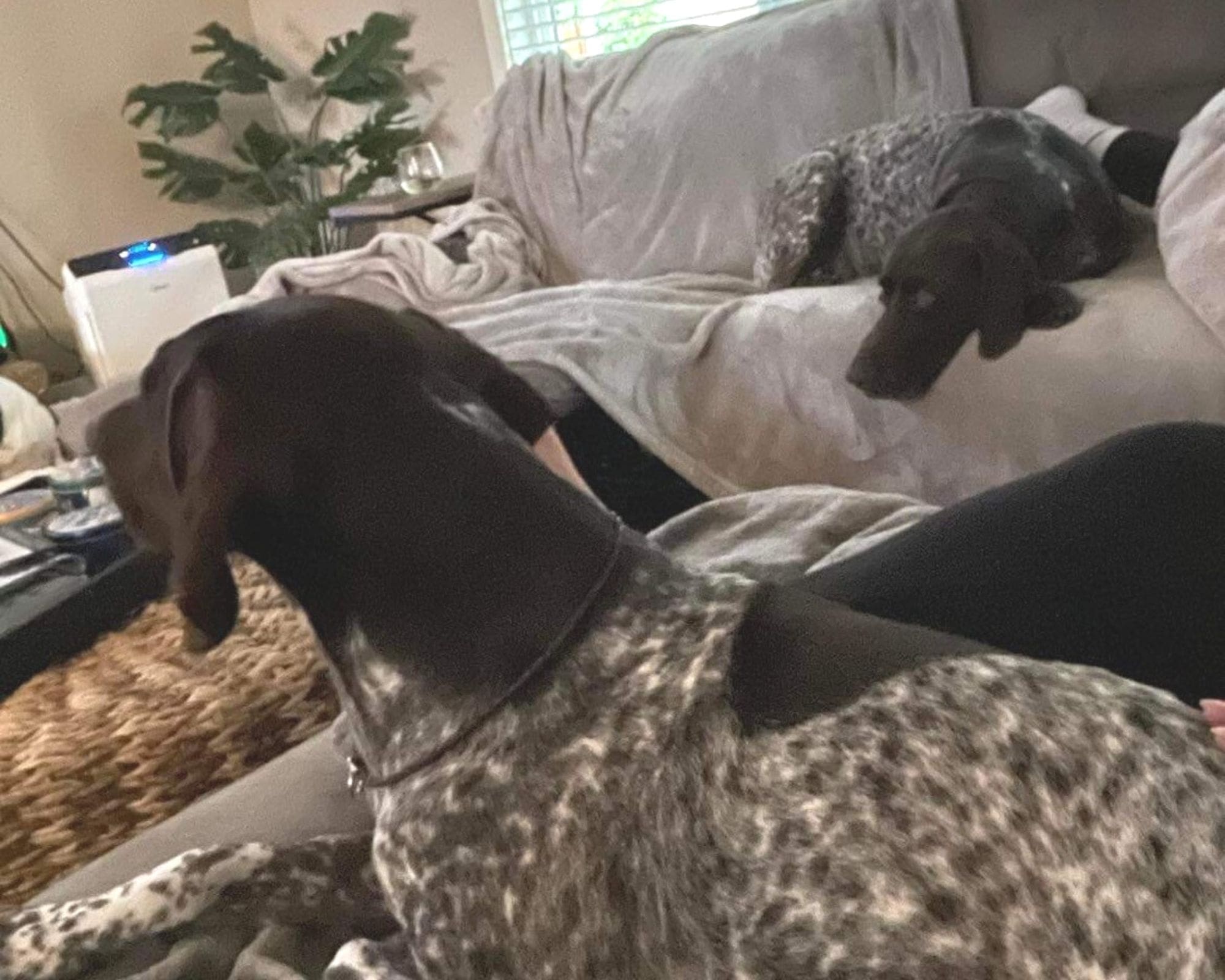 Jade and Jasper watching Hustle